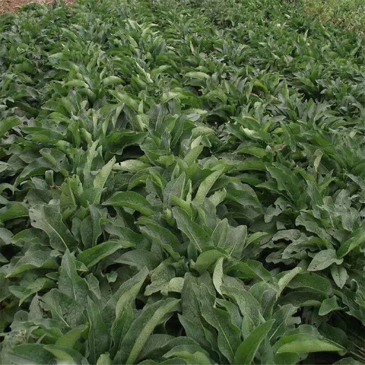 多年生牧草种子品种 俄罗斯饲料菜种根猪牛羊鸡鸭鹅喜欢吃