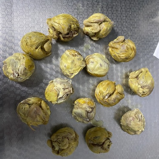 昌邑市毛蛋