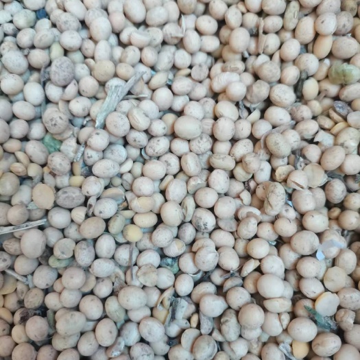 易县冀豆12