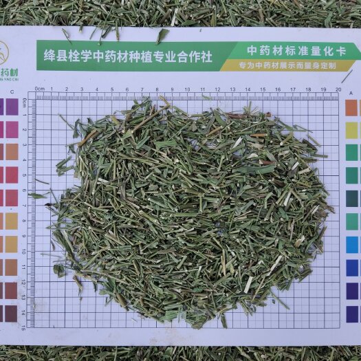 绛县柴胡-柴胡青苗-春柴胡-柴胡杆子