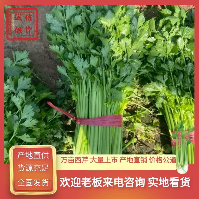 夏邑县精品优质芹菜，小中棵55公分以上，产地直发货源充足