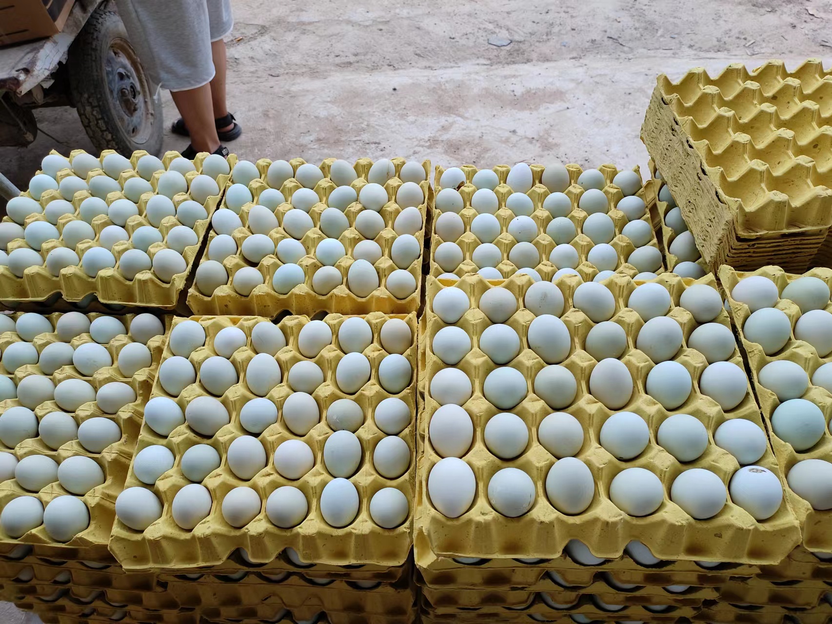 原阳县480枚绿壳蛋   双色蛋黄  农场现捡现发   量大从优