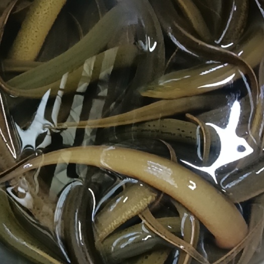 荆州黄鳝 一手货源 足斤足两鲜活发货 线上交易