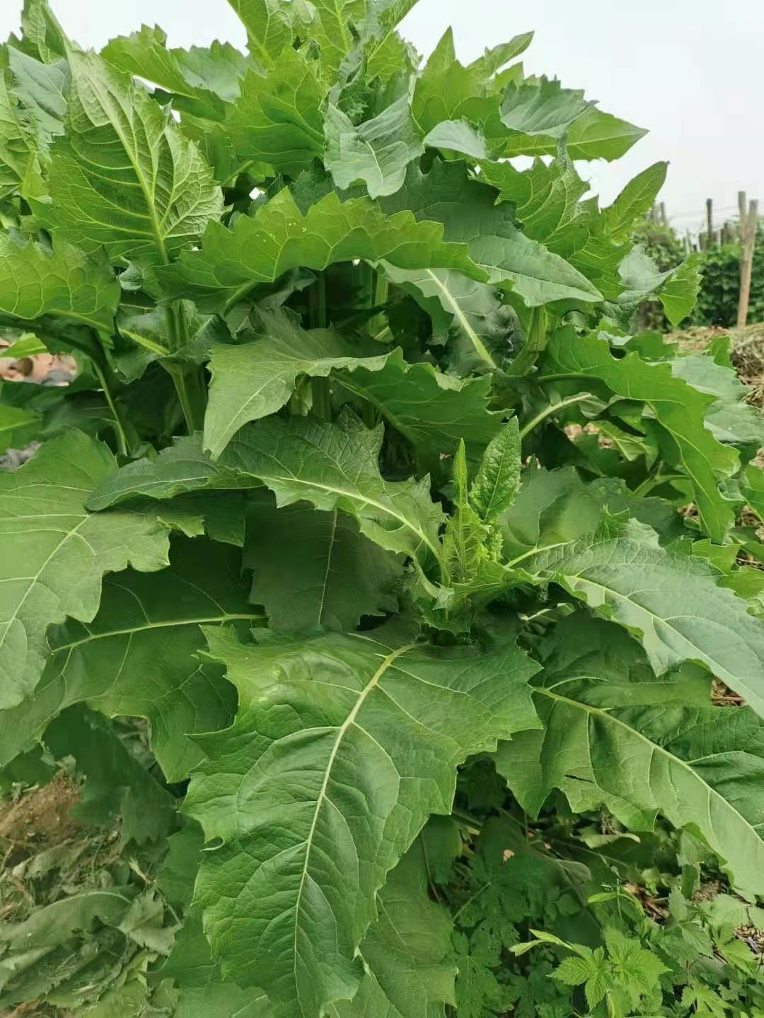 多年生牧草种子 串叶松香草种子 产量高达15吨