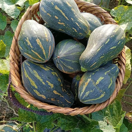 大量优质香芋南瓜上市，欢迎订购