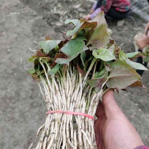 成都杂耳根嫩芽