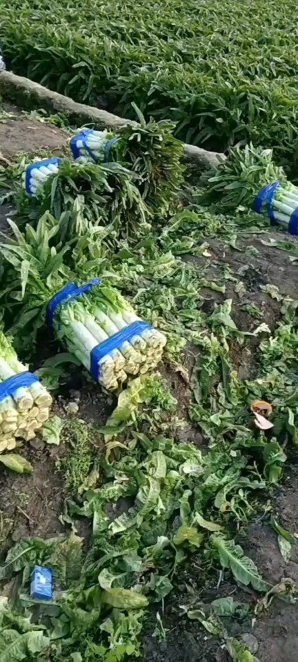 永安市永安红莴苣