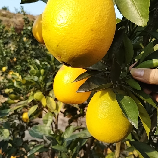 兴国县赣南脐橙