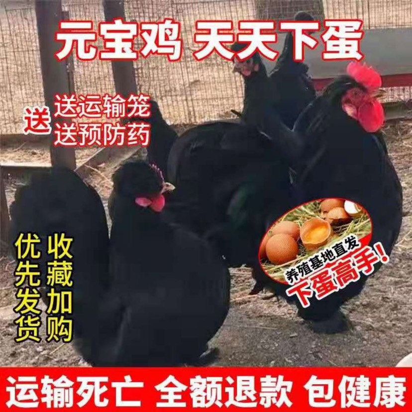 太和县出售精品元宝鸡活体元宝小鸡元宝鸡蛋 可孵化包邮包活到家
