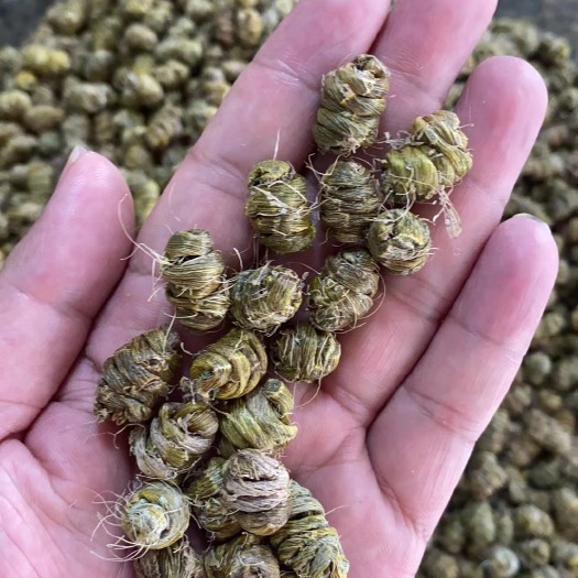 胶质多铁皮石斛