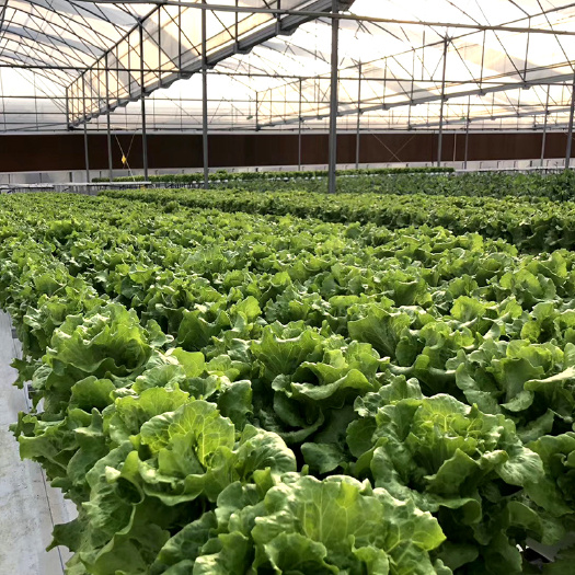 夏邑县意大利耐抽苔生菜种子，中早熟，净菜率高，无苦味，品质佳
