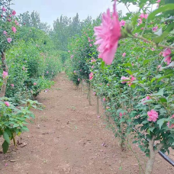 重瓣红花木槿花树苗矮化丛生多分枝占地苗可食用木槿花包邮基地直