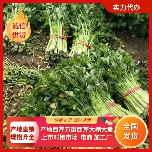 夏邑县精品西芹，常年供应西芹大棚大量上市对接市场，电商，加工厂