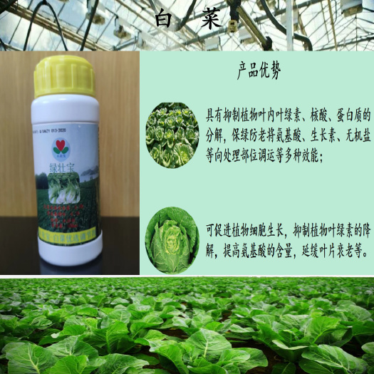 周至县绿叶蔬菜—绿壮宝