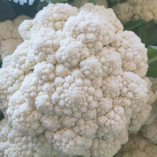白花菜花