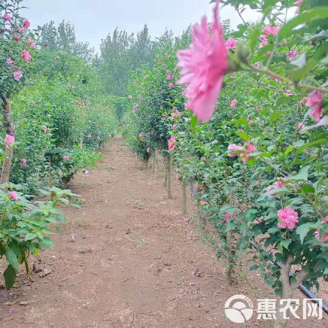 重瓣红花木槿花树苗矮化丛生多分枝占地苗可食用木槿花包邮基地直