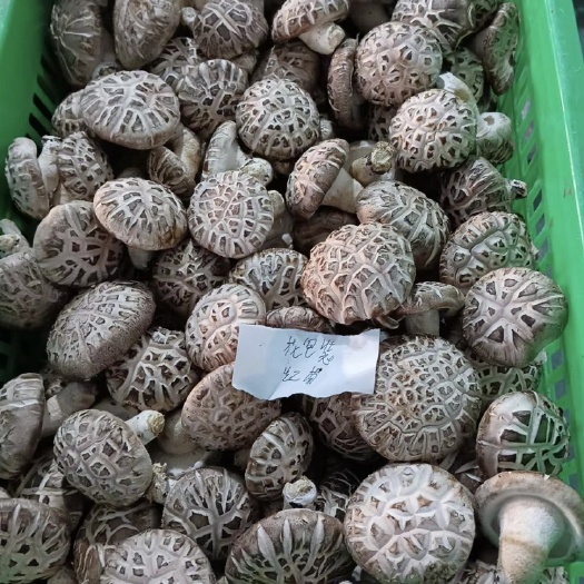 中花包装菇
