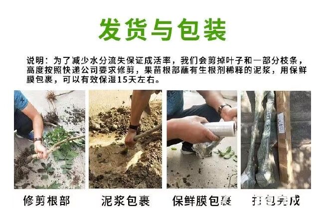 中油蟠13～6月上旬成熟