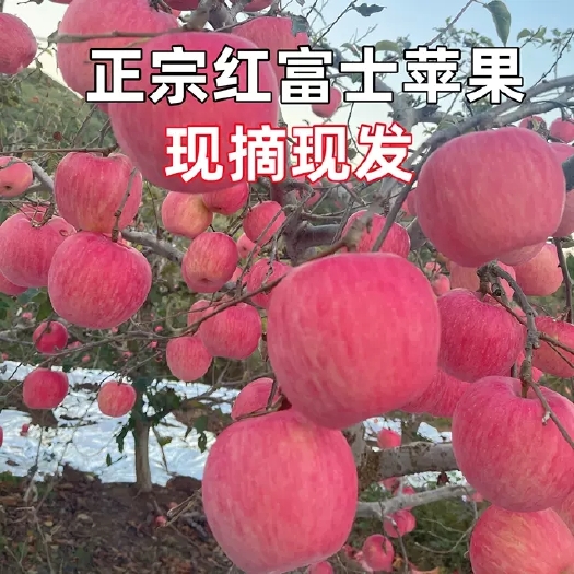 盖州市今年新果，辽南山地果