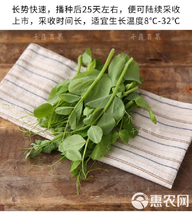 肥仔甜翠豆苗 种子500克