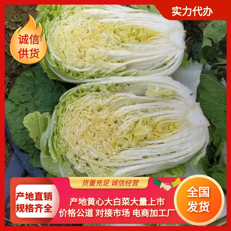 夏邑县青杂三号白菜  黄心菜大量供应市场，加工厂，社区团购，大吨位