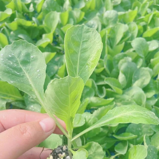 寿光市甘蓝苗 绿甘蓝苗 包菜苗 紫甘蓝苗 牛心甘蓝苗