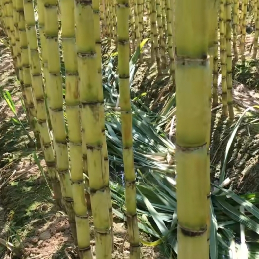 贺州广西黄皮果蔗，农户现砍直发，整车批发，电商供应。