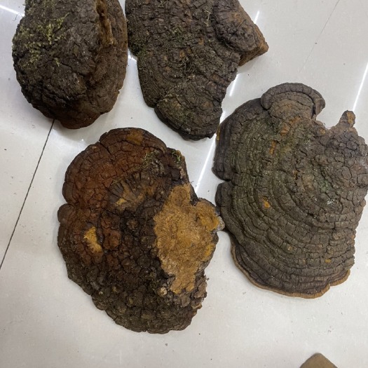 西藏桑黄紫油黄大货批发一手货源