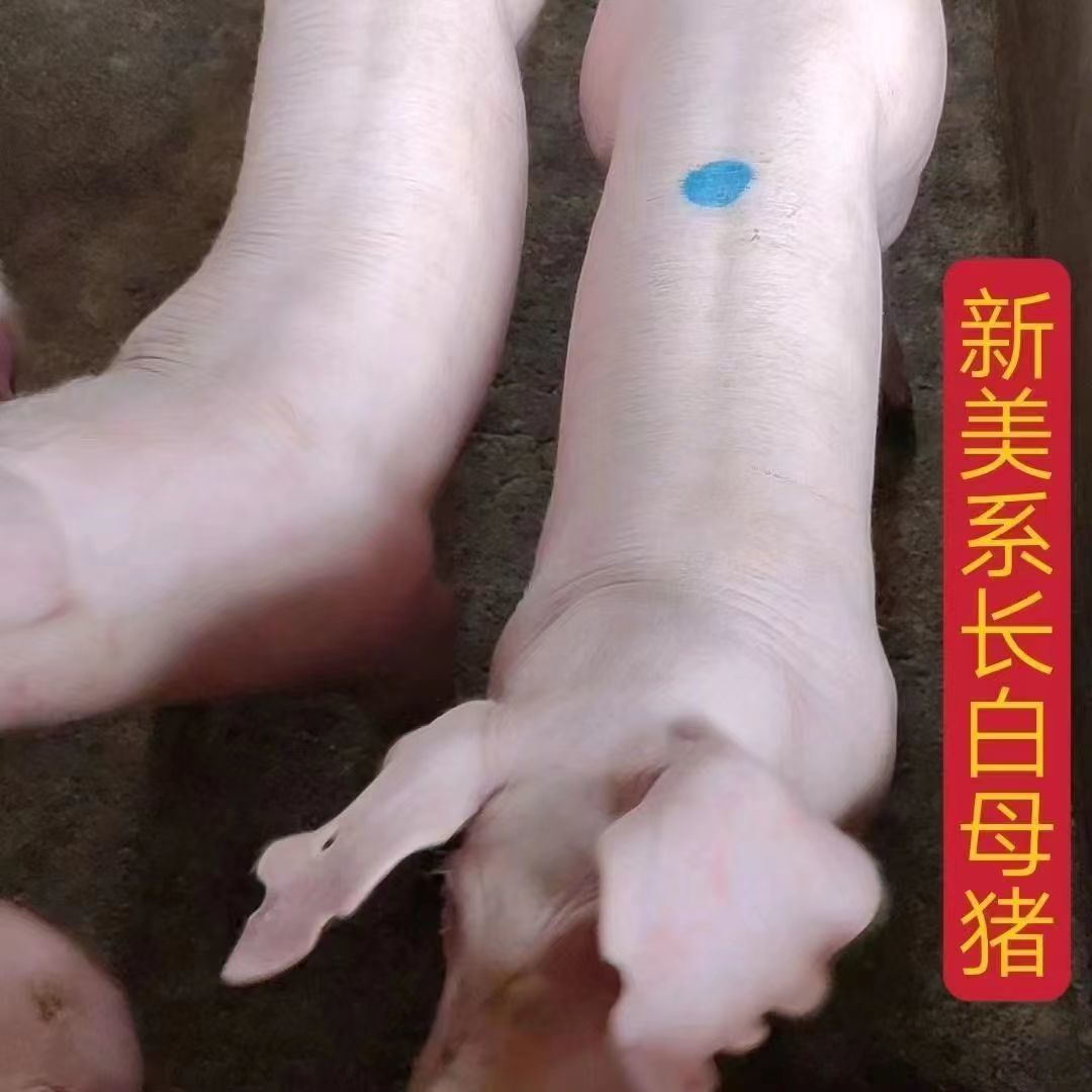 灌云县新美系长白母猪，大白母猪，二元母猪，长太二元母猪