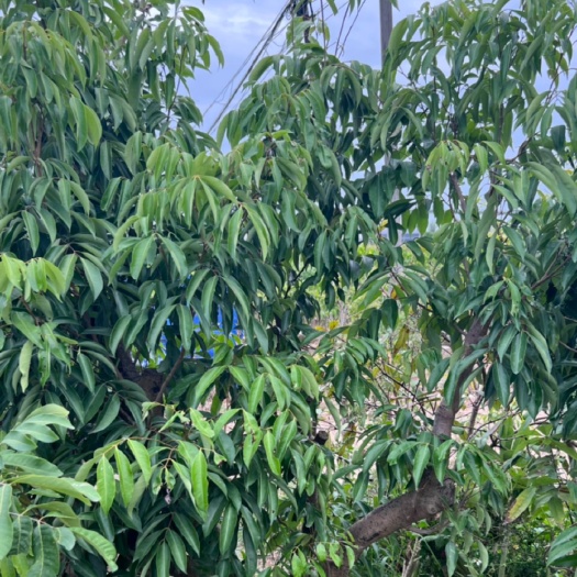 惠州桂味荔枝树庭院款