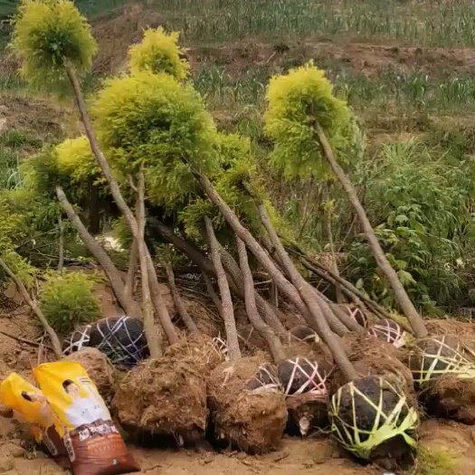云县黄金香柳