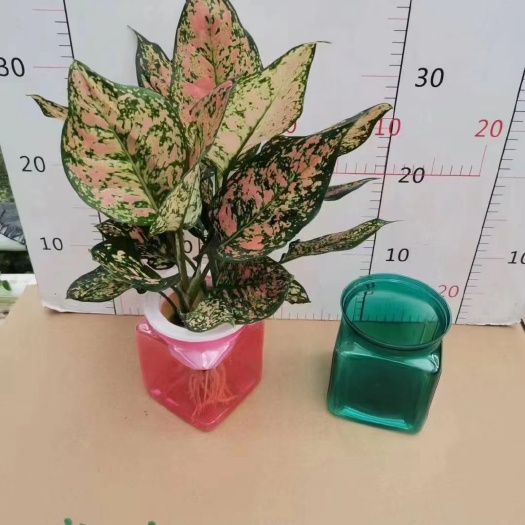 广州110#纯水培吉祥如意万年青绿植盆栽 双株苗 懒人水培绿植