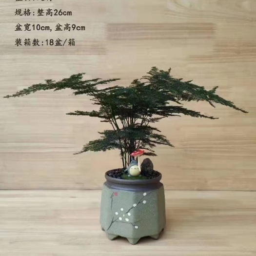 广州文竹盆栽 微景观迷你室内盆栽 养眼创意绿植盆栽 净化空气