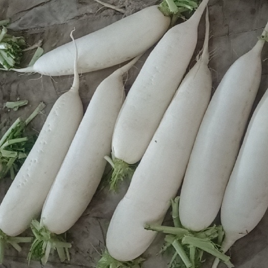 河北直供 新鲜白萝卜  快速发货