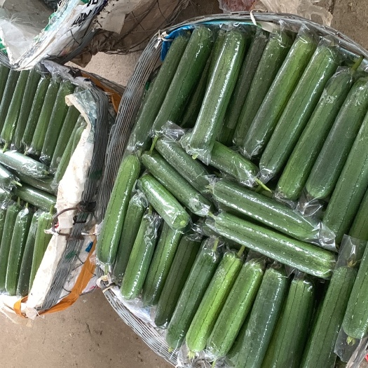 博罗县肉丝瓜（水瓜）