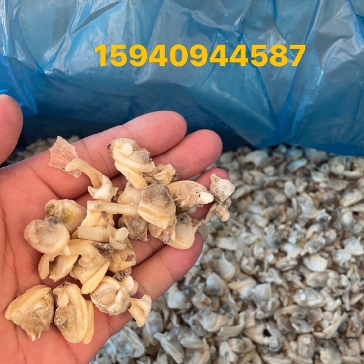 东港市杂色蛤肉厂家直销。价格优惠