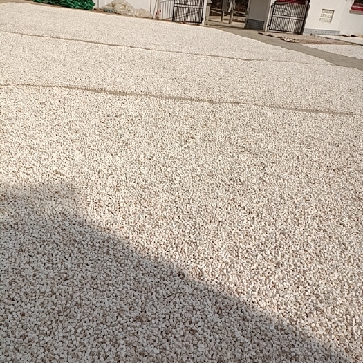 金寨县白茯苓