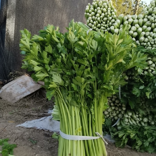 黄河水浇灌露天芹菜
