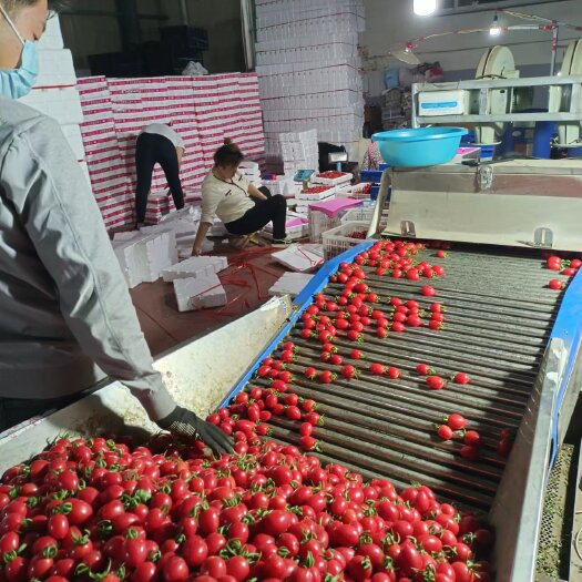 寿光市千禧圣女果种植产地，口感好，