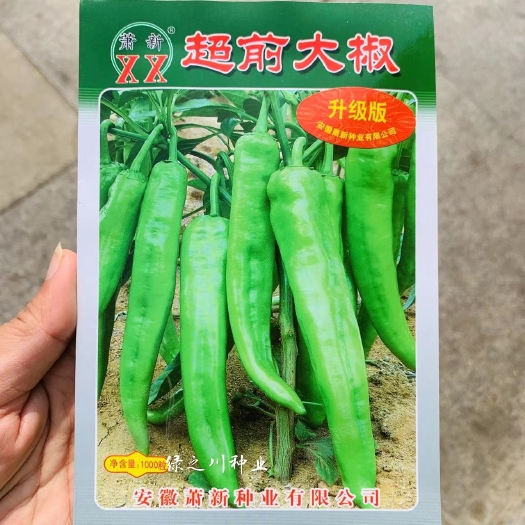 沭阳县萧新超前大椒种子升级版辣椒品种早熟，果色黄绿皮辣椒种子 中辣