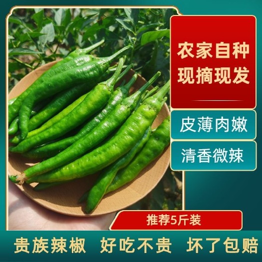 横州市新鲜小青椒薄皮椒小青椒农家自种清香菜椒小尖椒广西产地现摘发货