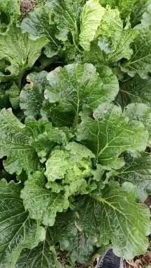 乐亭县唐山大白菜