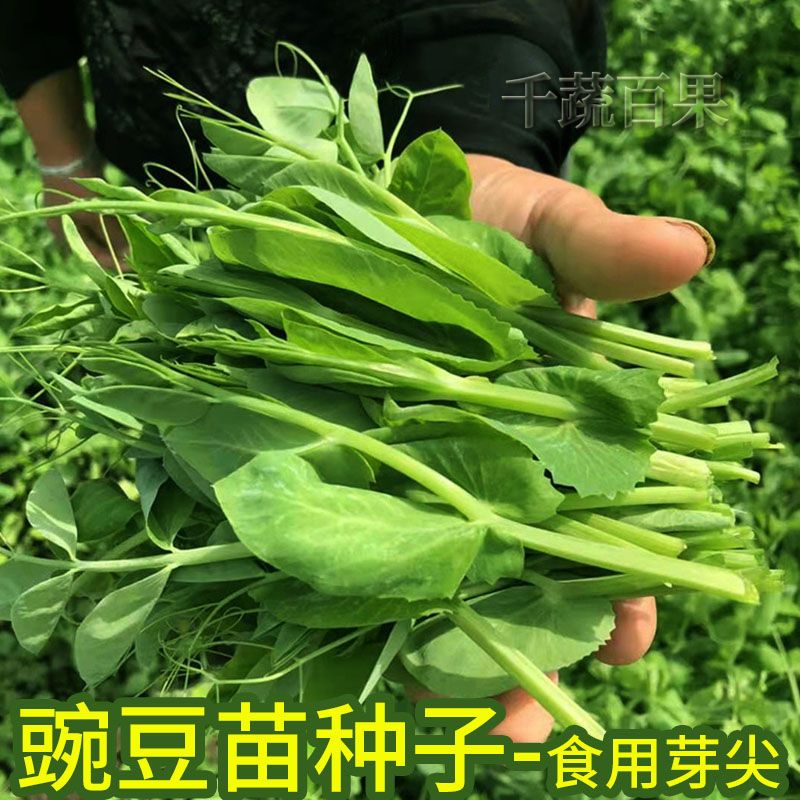 肥仔甜翠豆苗 种子500克