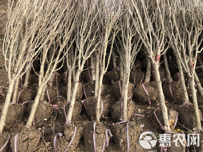 重瓣红花木槿花树苗矮化丛生多分枝占地苗可食用木槿花包邮基地直