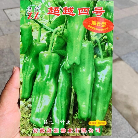 沭阳县萧新超越四号升级版辣椒种子 微辣马嘴形薄皮椒种子 特早熟耐热
