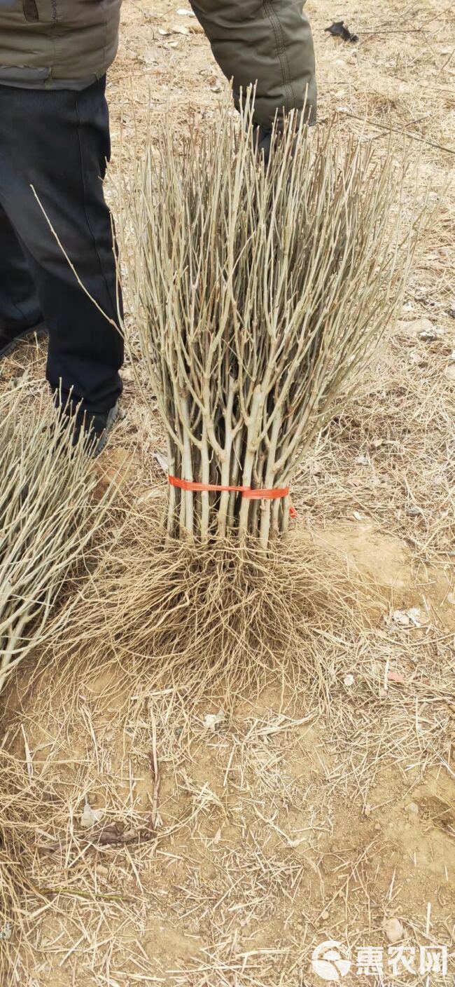 重瓣红花木槿花树苗矮化丛生多分枝占地苗可食用木槿花包邮基地直