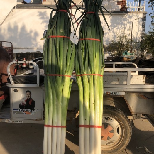 精品章丘特产 大葱一级货 高货 全国发货 产地直发 福利团购