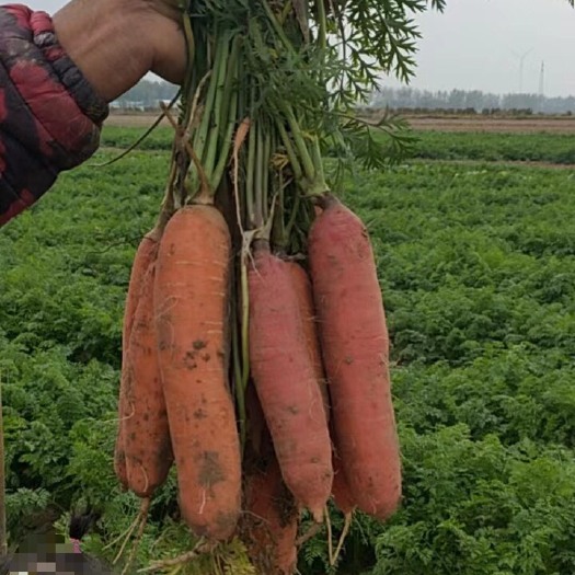 长沙西华优质胡萝卜，品质保证，地里现货现发