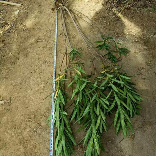 郴州夹竹桃杯苗
