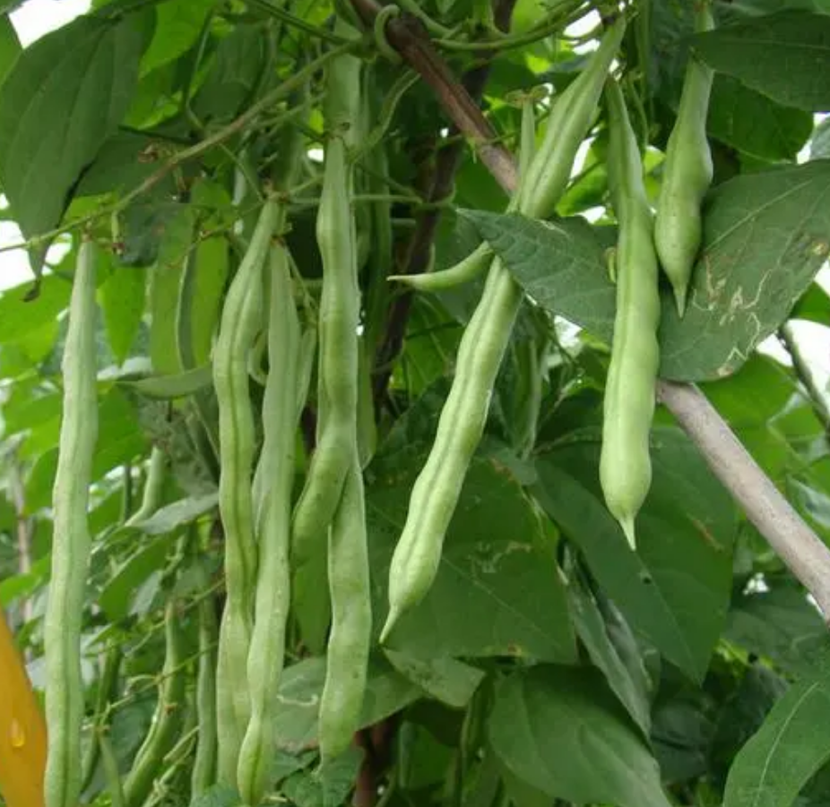 豆宝—四季豆、豇豆、豌豆、刀豆等